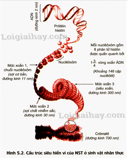 cấu trúc của tế bào - Lớp 12 - Quizizz