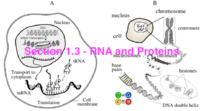 sintesis RNA dan protein - Kelas 8 - Kuis