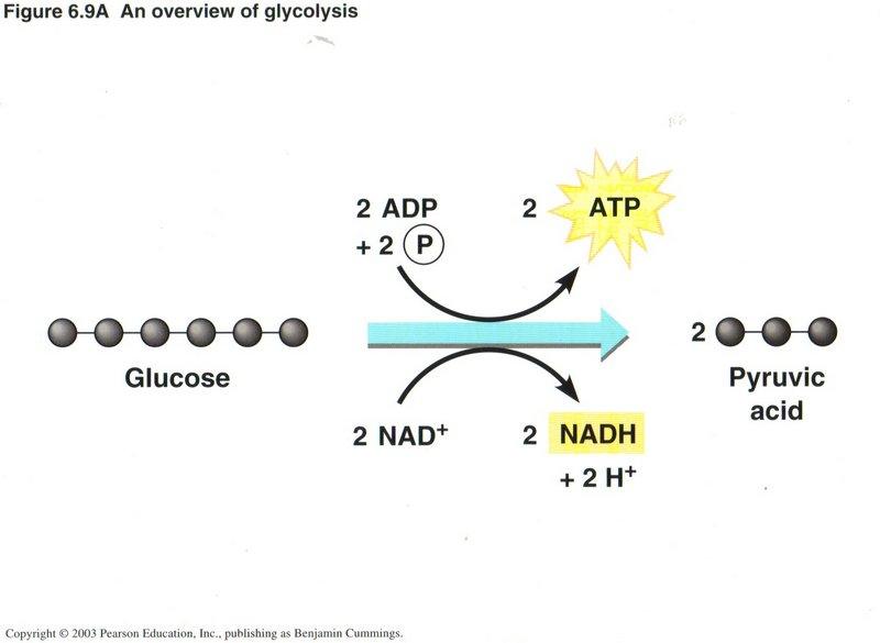 CIE A2 Bio: Glycolysis & Link Reaction (Aerobic respiration) | Quizizz