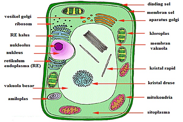 biologi manusia - Kelas 4 - Kuis