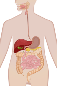 Biologia - Klasa 4 - Quiz