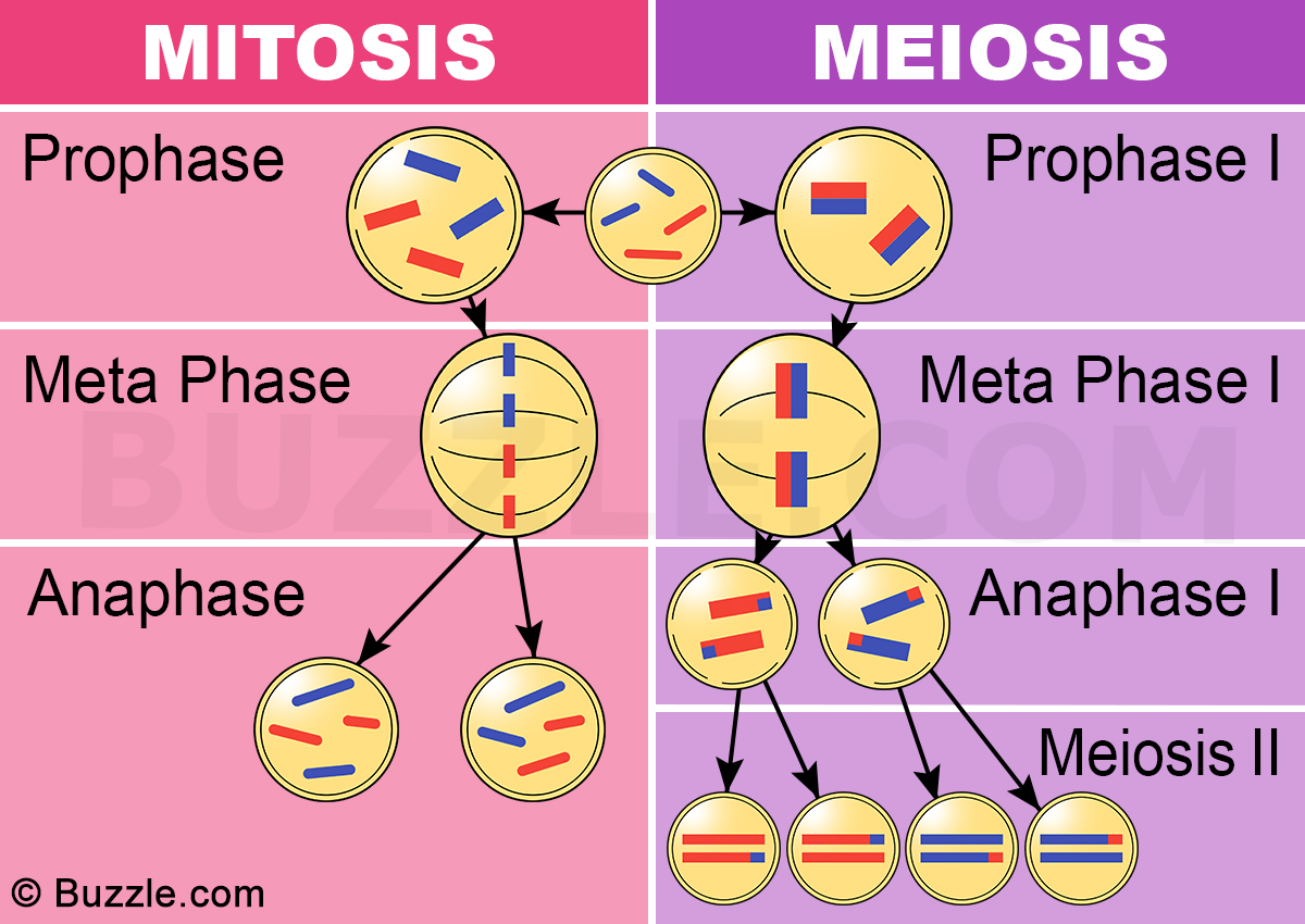 mitosis-and-meiosis-biology-quiz-quizizz