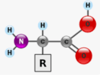 Amino Acids - Class 12 - Quizizz