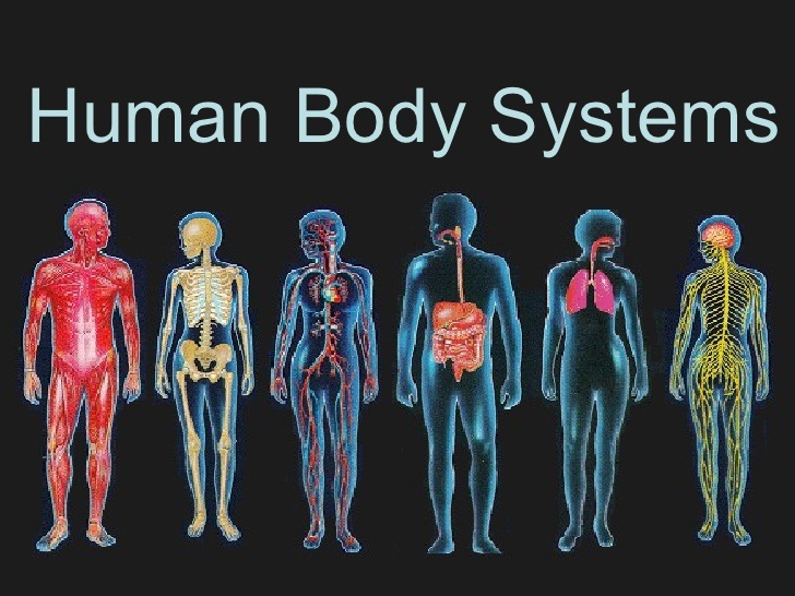 6th-grade-body-systems-overview-1k-plays-quizizz