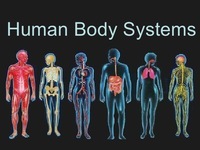 the digestive and excretory systems - Grade 6 - Quizizz