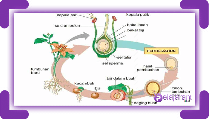 Tematik Ipa Bagian Bunga Dan Perkembangbiakan Kelas 6 | 129 Memainkan ...