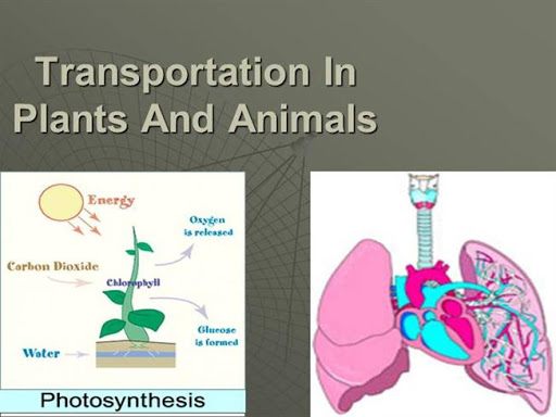 TRANSPORT IN PLANTS AND ANIMALS questions & answers for quizzes and tests -  Quizizz