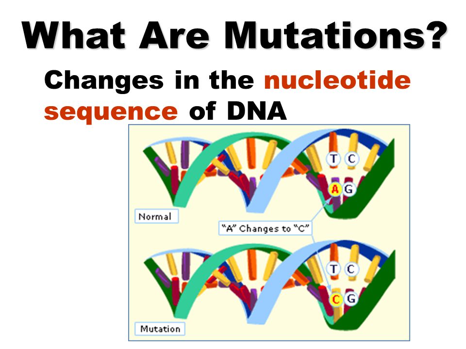 dna structure and replication - Year 6 - Quizizz