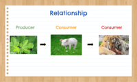 food chain Flashcards - Quizizz