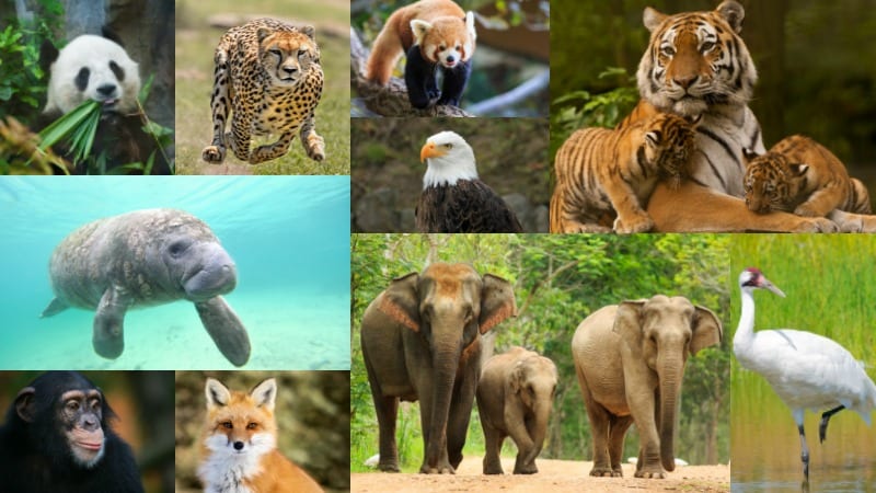 endangered animals collage