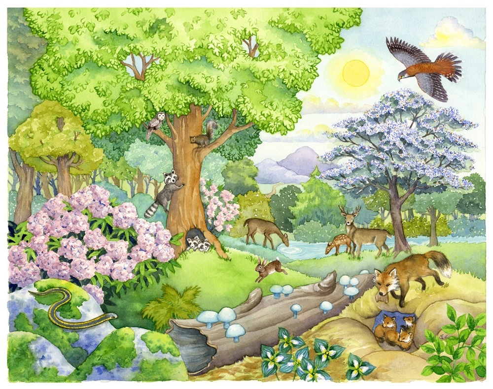 temperate-deciduous-forest-world-biomes-the-wild-classroom