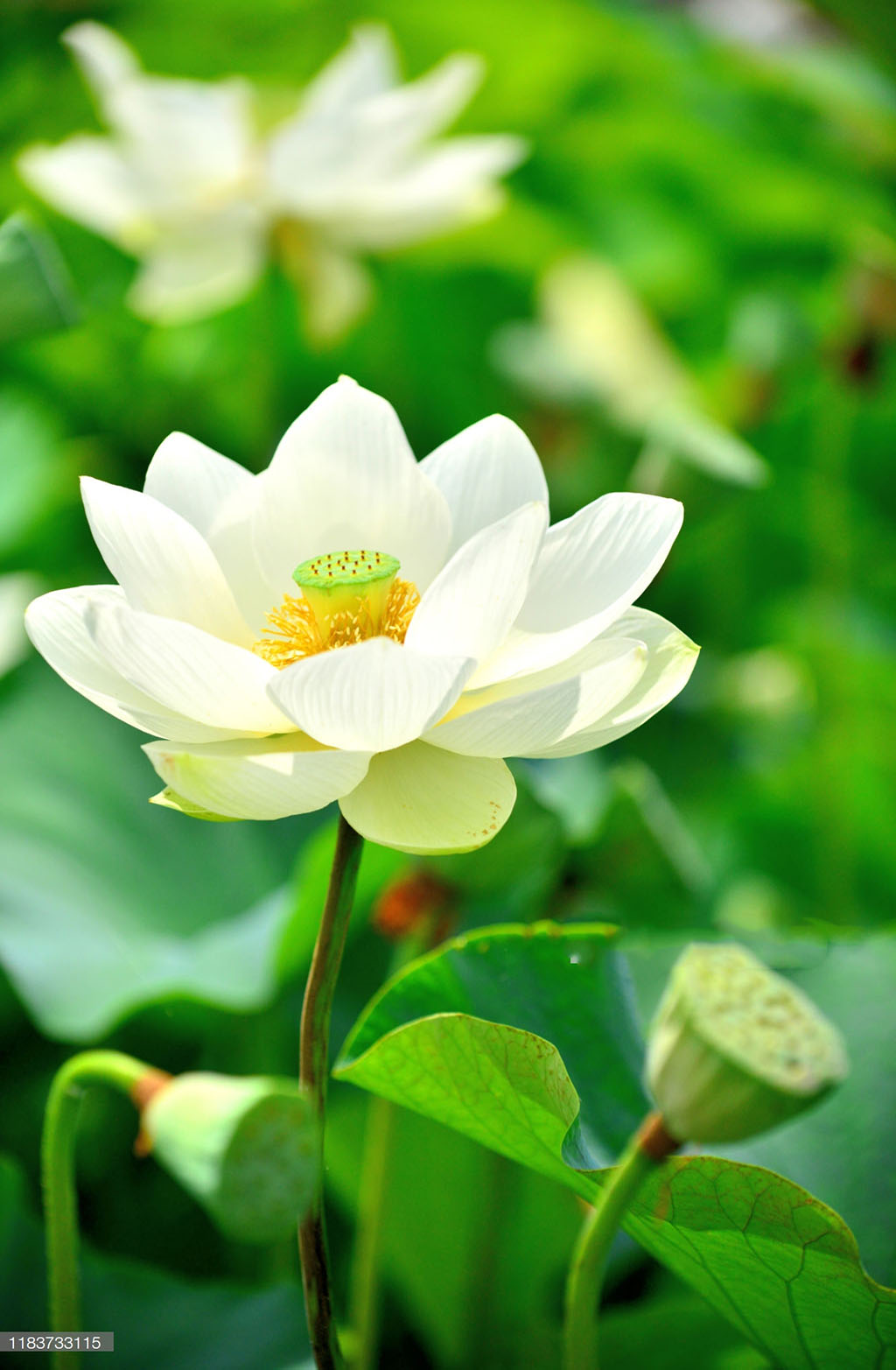 Chi tiết với hơn 66 về tải hình nền hoa sen trắng mới nhất -  cdgdbentre.edu.vn