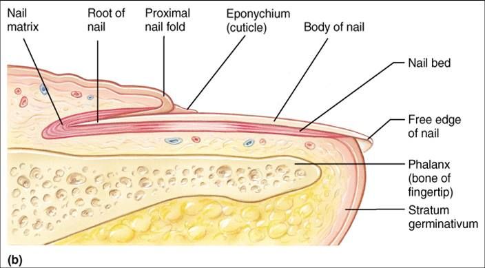 Anatomy of the Nail | Science - Quizizz