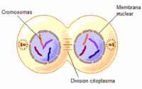 mitosis - Grado 5 - Quizizz