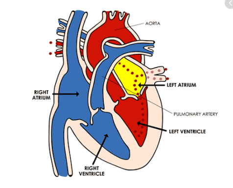 topic 9 igcse heart and blood vessels | 122 plays | Quizizz