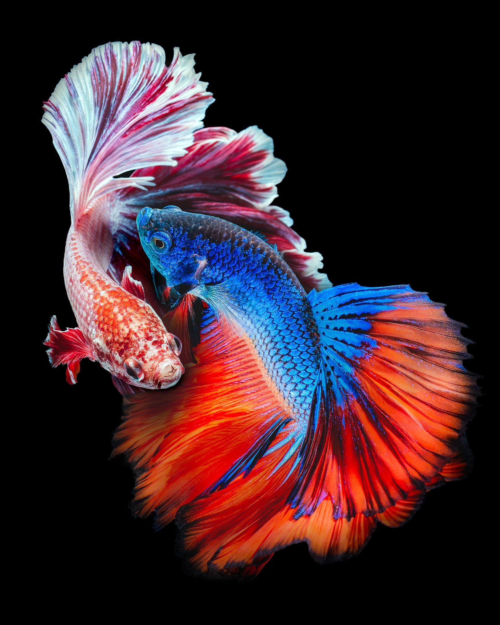 betta-fish-other-quizizz