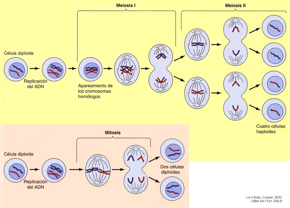 El ciclo celular y la mitosis. - Grado 2 - Quizizz