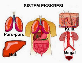 Paru-paru selain sebagai organ ekskresi juga berfungsi sebagai organ