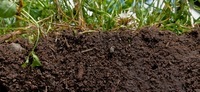 soils - Year 6 - Quizizz