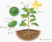 photosynthesis - Class 5 - Quizizz