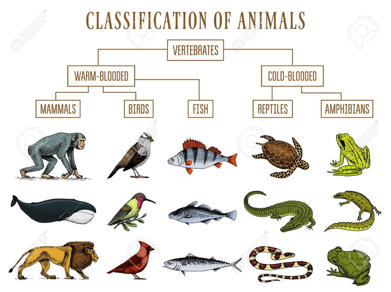 Animal Classifications Quiz - Quizizz