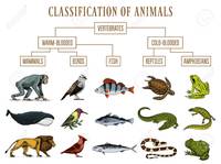 vertebrates and invertebrates Flashcards - Quizizz