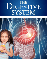 the digestive and excretory systems - Class 5 - Quizizz