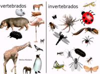 vertebrados e invertebrados Tarjetas didácticas - Quizizz
