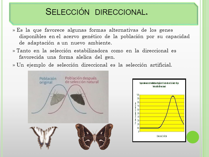 ejemplos de seleccion direccional en animales