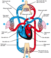 hô hấp tế bào - Lớp 12 - Quizizz