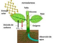 fotosíntesis - Grado 11 - Quizizz