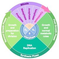 Cell Cycle