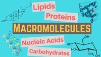 macromolecules - Grade 11 - Quizizz