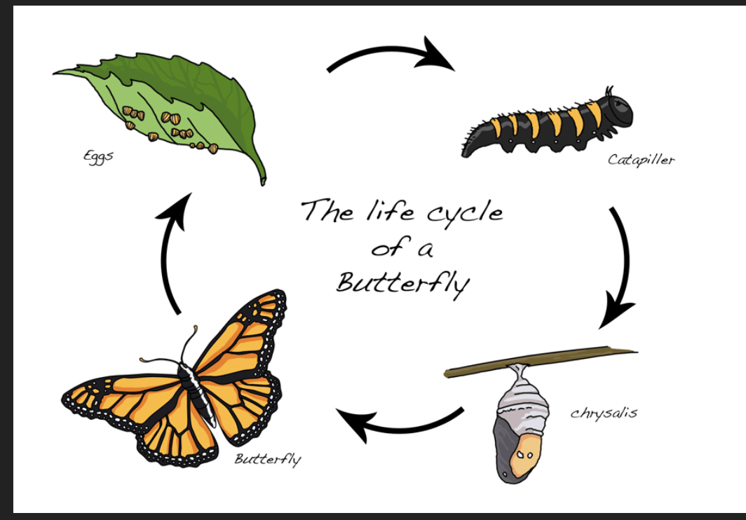 life cycle of a butter fly | 72 plays | Quizizz