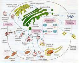 metabolism - Class 5 - Quizizz