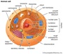 Cell Organelles: Structure and Function
