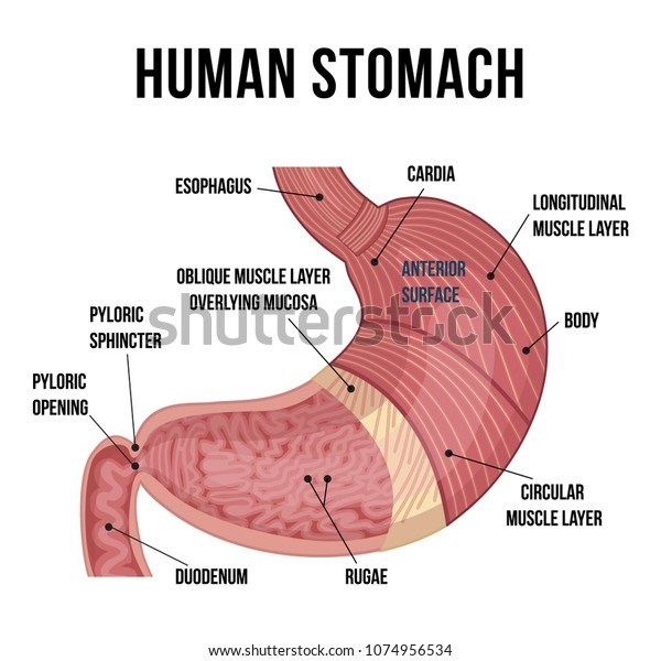 Stomach | Quizizz