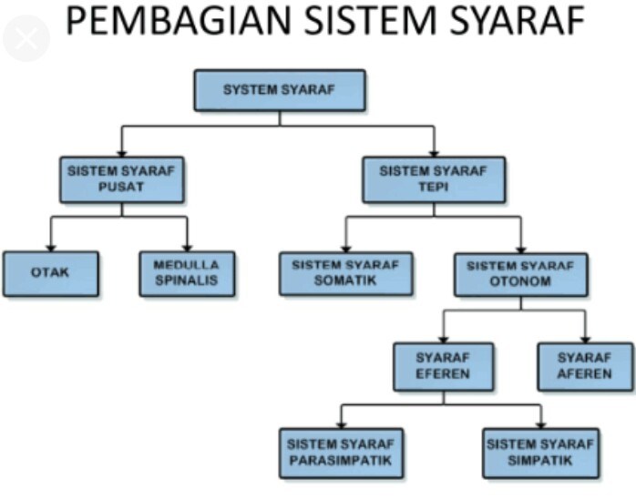 Quis Sistem Saraf Nervous System Quiz Quizizz