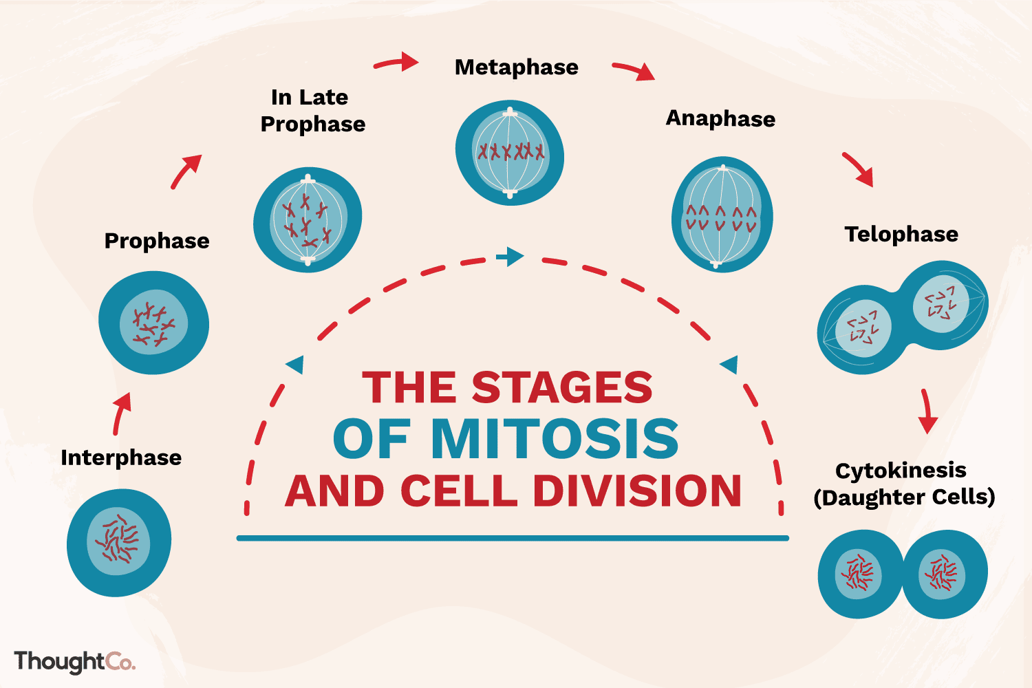 meiosis - Year 7 - Quizizz
