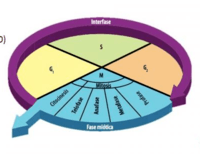 El ciclo celular y la mitosis. Tarjetas didácticas - Quizizz