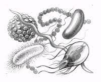 biologia rozwoju - Klasa 8 - Quiz