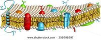 the cell membrane - Class 11 - Quizizz