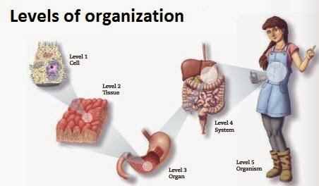 Practice:Levels of Organization