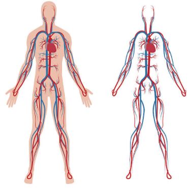 Circulatory System | Quizizz