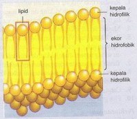 Memesan Desimal - Kelas 11 - Kuis