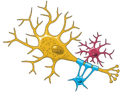 Neuron Structure