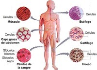 síntesis de arn y proteínas - Grado 10 - Quizizz