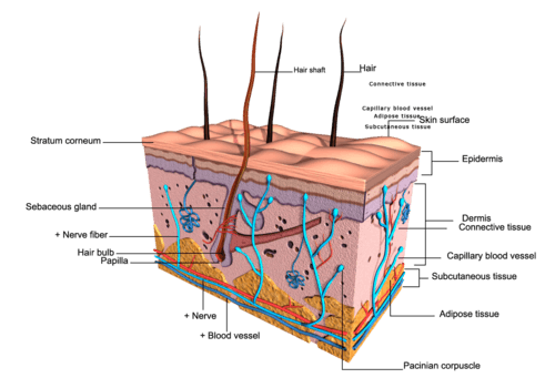 Integumentary System 