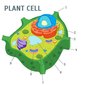 Plant Cells