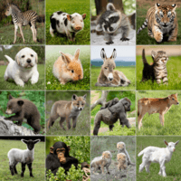 Animals - Year 1 - Quizizz